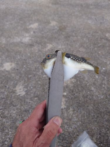 フグの釣果