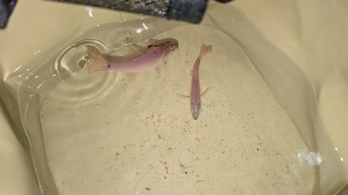 ネンブツダイの釣果