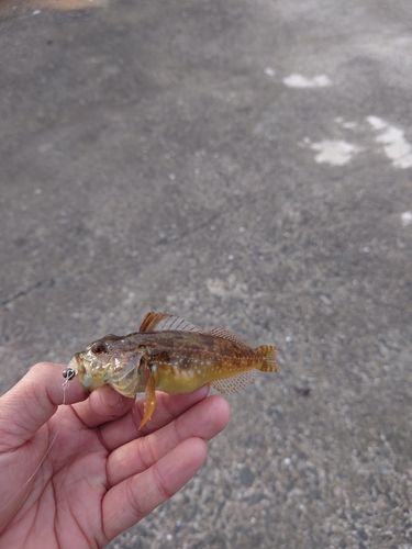 ハゼの釣果