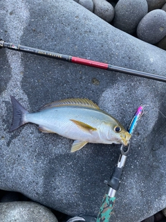 イサキの釣果