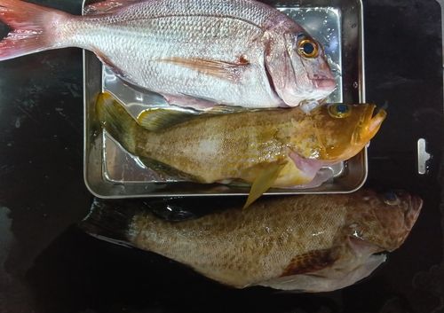 オオモンハタの釣果