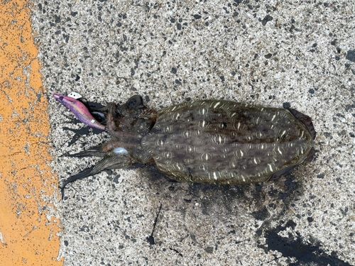 モンゴウイカの釣果