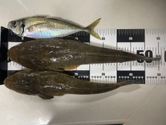 ミナミマゴチの釣果