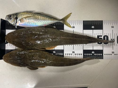 ミナミマゴチの釣果