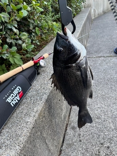 クロダイの釣果