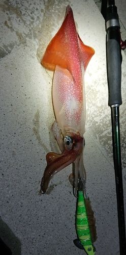 ケンサキイカの釣果