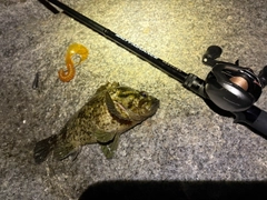 ベッコウゾイの釣果