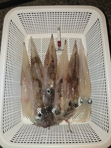 ヤリイカの釣果