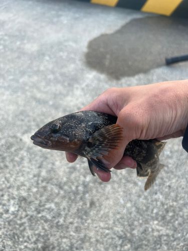 アイナメの釣果