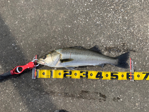 スズキの釣果