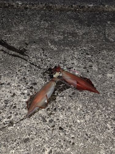 ケンサキイカの釣果