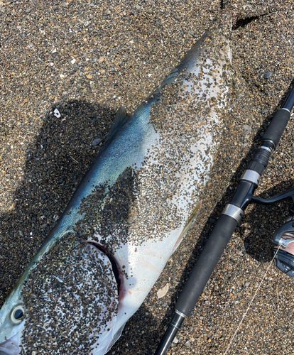 ブリの釣果