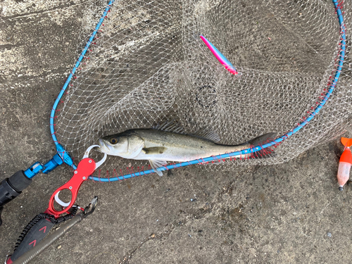 フッコ（マルスズキ）の釣果