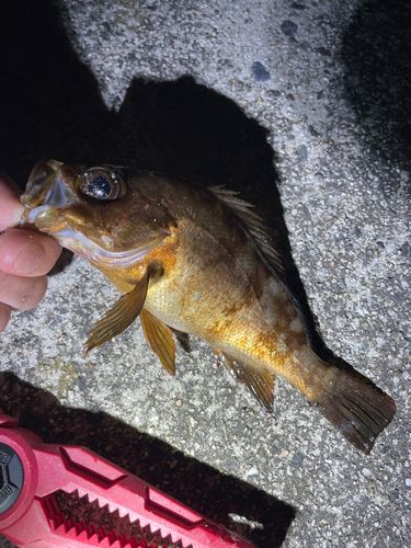 メバルの釣果