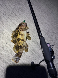 ベッコウゾイの釣果