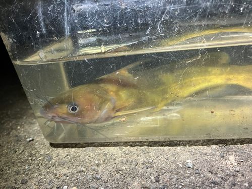 ギギの釣果