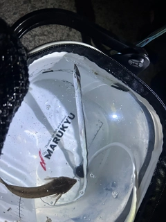 タチウオの釣果