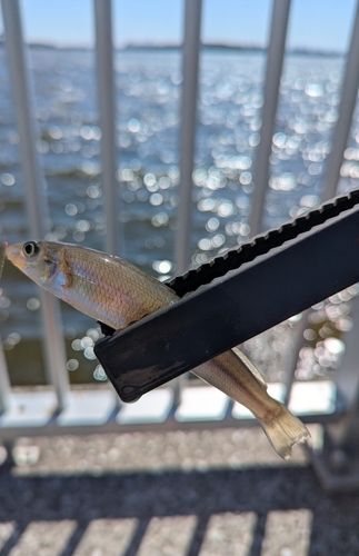 キスの釣果