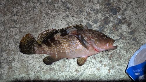 キジハタの釣果