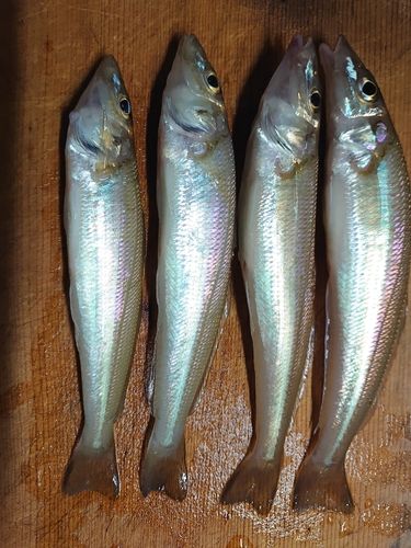 キスの釣果