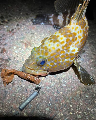 アコウの釣果