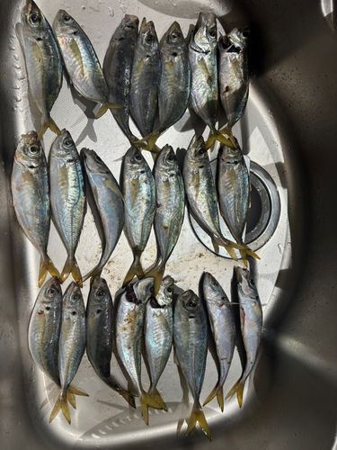 アジの釣果