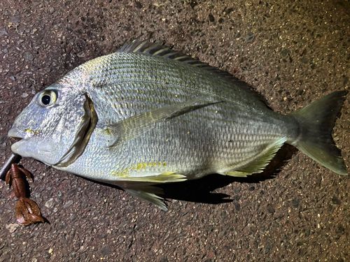 ヘダイの釣果
