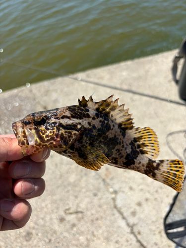 タケノコメバルの釣果