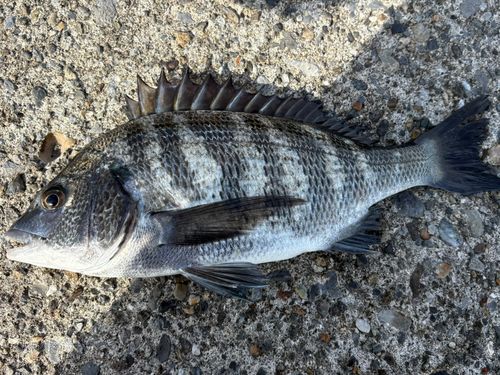 館山湾で釣れたクロダイの釣り・釣果情報 - アングラーズ | 釣果600万
