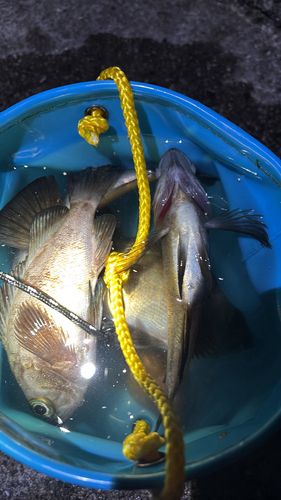 メバルの釣果
