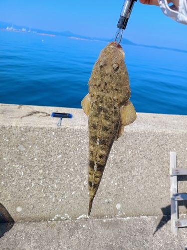 マゴチの釣果