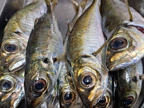 マアジの釣果