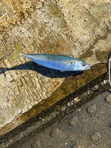 サバの釣果