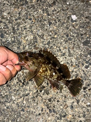 カサゴの釣果