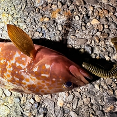 アコウの釣果