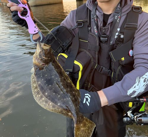 ソゲの釣果