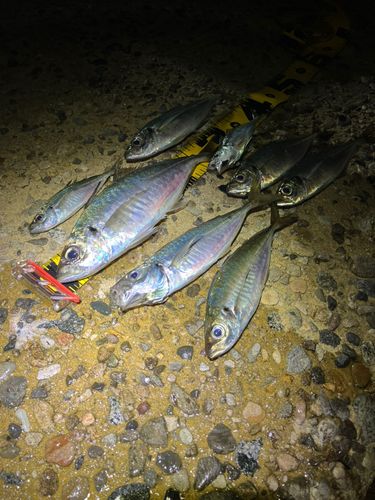 マアジの釣果