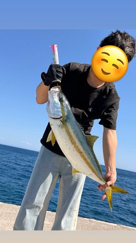 ヒラマサの釣果