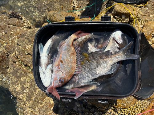 チヌの釣果
