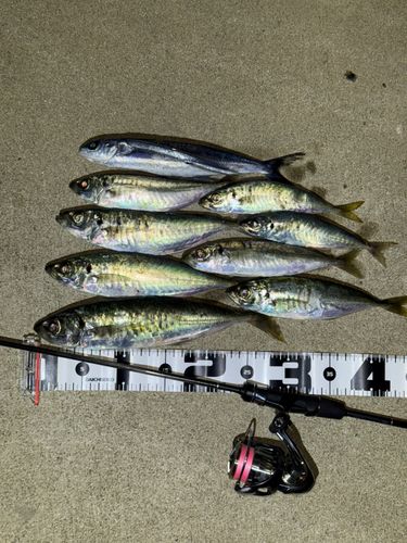 マルアジの釣果