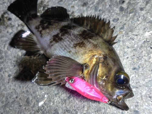 メバルの釣果