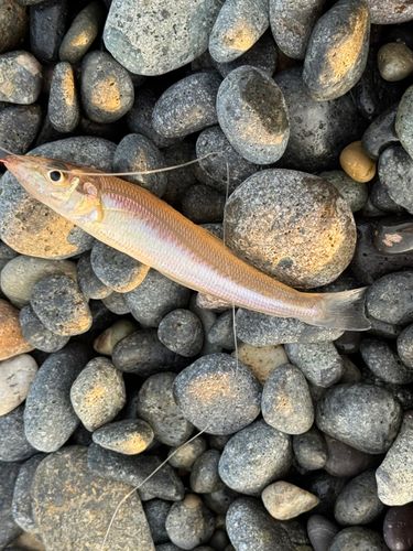 シロギスの釣果