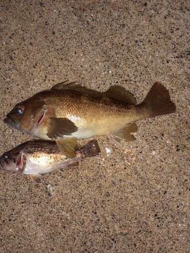 エゾメバルの釣果