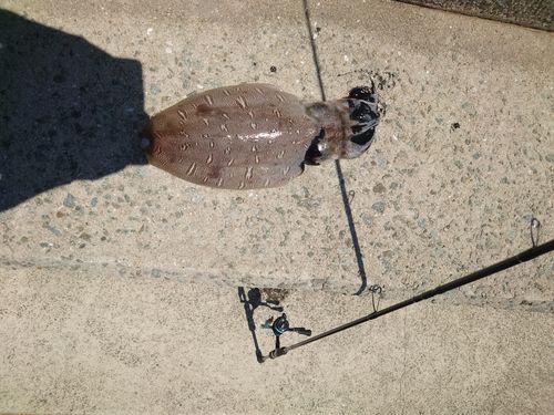モンゴウイカの釣果