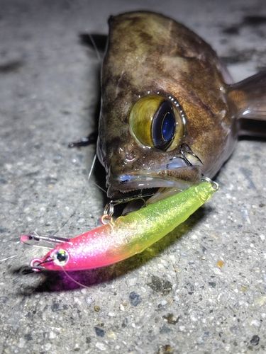 メバルの釣果
