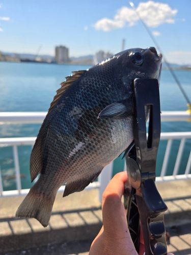 メジナの釣果