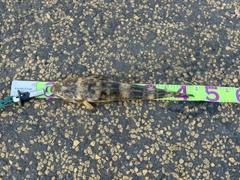 マゴチの釣果