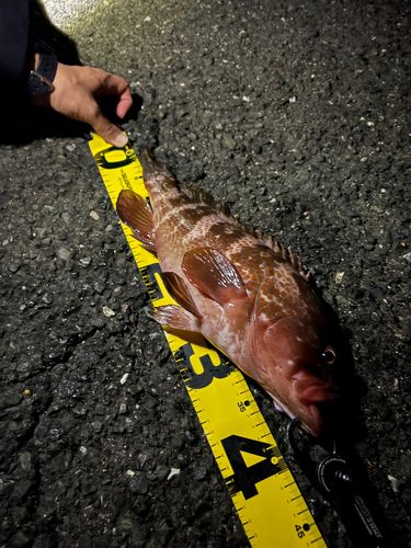 キジハタの釣果