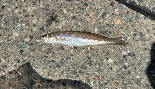 キスの釣果