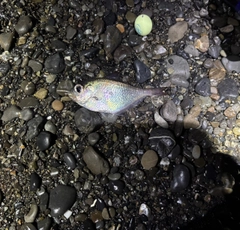ミナミハタンポの釣果
